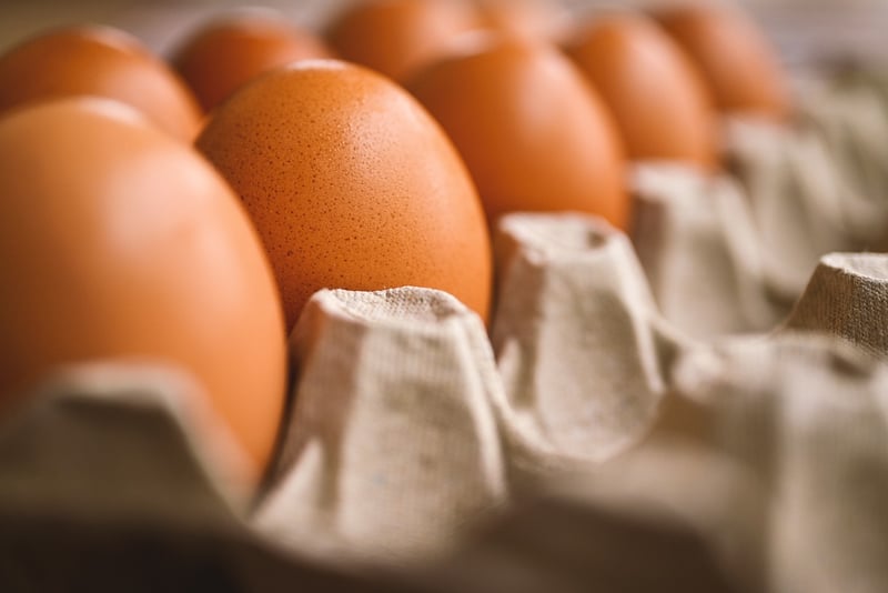 Egg carton critters